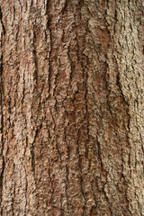 Embossed texture of the bark of oak. Panoramic photo of the oak texture.