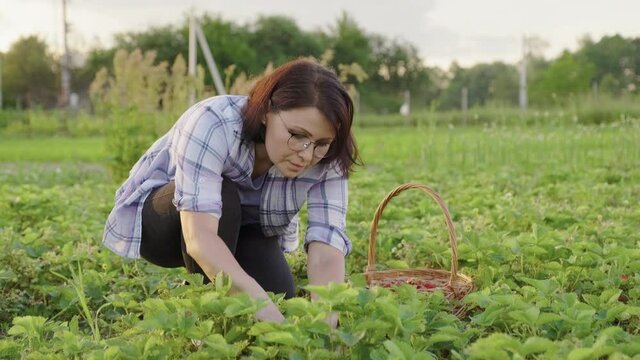 Woman gardener picking ripe strawberries in basket