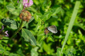 Mazarine blue (Cyaniris semiargus) butterfly sitting on a flower in Zurich, Switzerland