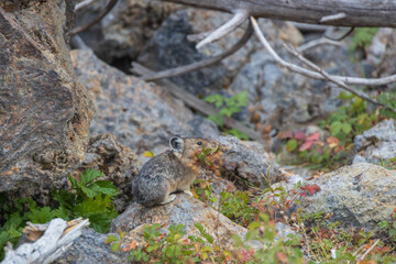 Pika sitting on a rock