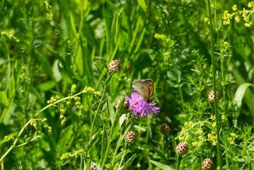 Meadow brown (maniola jurtina) butterfly perched on a pink flower in Zurich, Switzerland