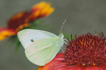 beautiful white with yellow butterfly close-up collects pollen from a red flower side view