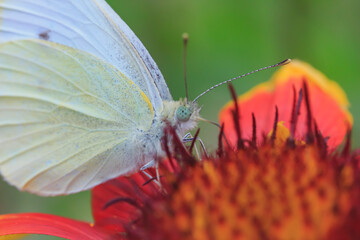 white and yellow butterfly close-up collects pollen from a red flower on a green background