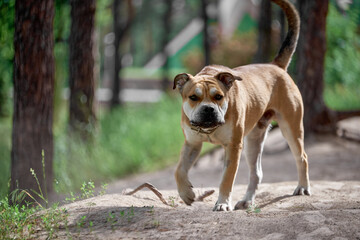 jack russell terrier
