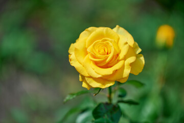 yellow rose