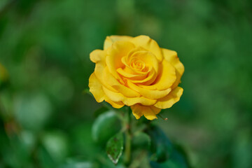 yellow rose in garden