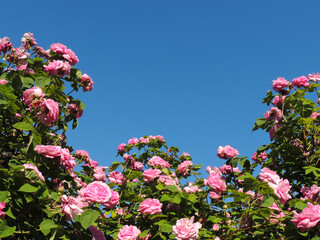 Pink roses on a blue sky background