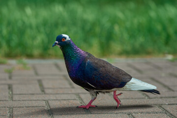pigeon in the park