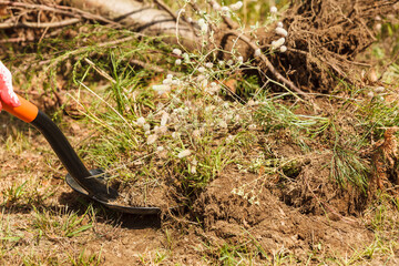 Person digging hole in garden
