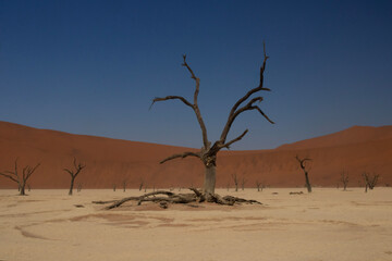 joshua tree in the desert