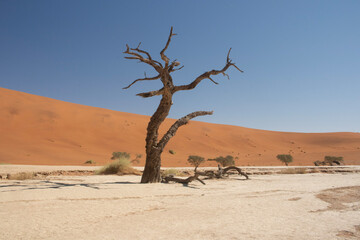 Dead tree in the desert