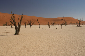 tree in a salt desert