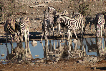Fototapeta na wymiar zebras in the waterhole