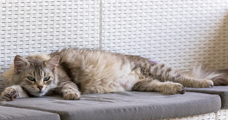 pretty silver cat lying in relax on a garden sofa, siberian breed