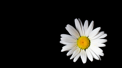 chamomile flowers, macro photo on tapete