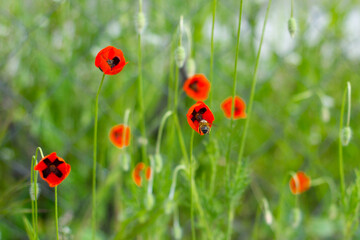 A field with blooming red poppies on a bright sunny day. Selective focus. 