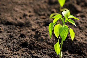 One green pepper seedling against the ground in the bright sun with a copy space. High quality photo