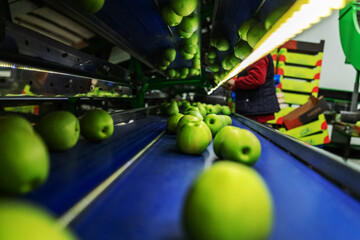 Natural organic fruit and vegetable industry. Green apple production in a fruit production and distribution factory. Worker's hands in the background, watching the sorting and selection of apples