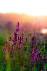 Beautiful wildflowers on a green meadow. Warm summer evening with a bright meadow during sunset. Grass silhouette in the light of the golden setting sun. Beautiful nature landscape with sunbeams. - obrazy, fototapety, plakaty