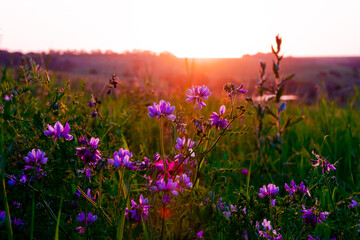 Naklejka premium Beautiful wildflowers on a green meadow. Warm summer evening with a bright meadow during sunset. Grass silhouette in the light of the golden setting sun. Beautiful nature landscape with sunbeams.
