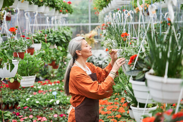 Skillful senior gardener is standing at greenhouse and holding flower pot