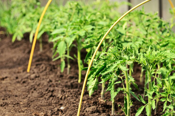 Grown tomato seedlings on a bed in a greenhouse with a copy space. High quality photo