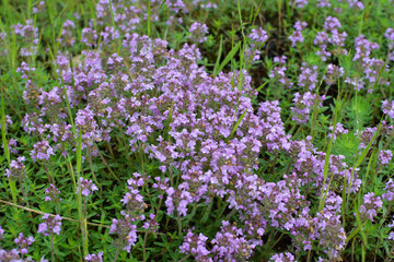 Thyme (Thymus serpyllum) blooms in nature