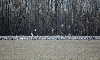 Snow geese landing on stubble field - Reelfoot Lake State Park, Tennessee