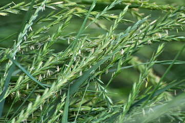 In the meadow growing cereal plant grass Elymus repens