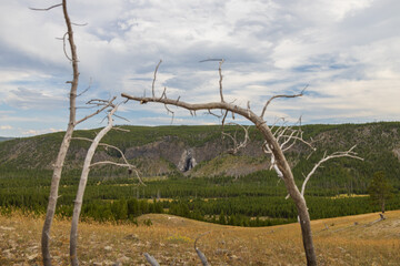 Bare fallen tree with Fairy Falls in background, Yellowstone National Park