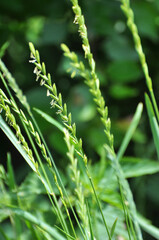 In the meadow growing cereal plant grass Elymus repens