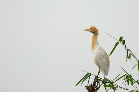 Cattle egret or small heron in bamboo tree. Cattle egret with breeding plumage in breeding season