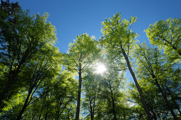 Obraz premium Baumkronen von Laubbäumen mit grünen Blättern vor blauem Himmel im Frühling im Gegenlicht - Stockfoto