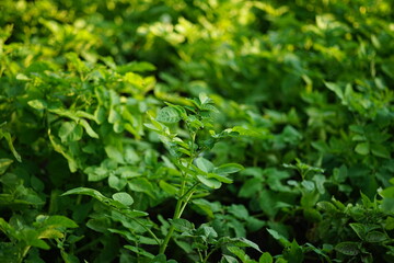 Lush seedlings bushes of potatoes grow in the summer garden.