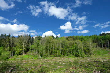 Fototapeta na wymiar Waldgebiet und gerodeter Wald mit Aufforstung im Sommer mit blauem Himmel und weißen Wolken im Sonnenlicht - Stockfoto