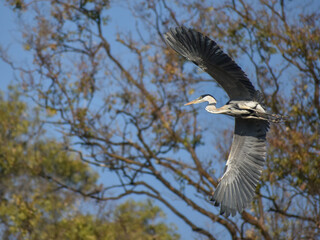 Fototapeta premium cocoi heron (Ardea cocoi) in flight in a park in Buenos Aires