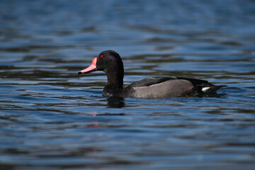 male rosy-billed pochard (Netta peposaca), at a public park in Buenos Aires
