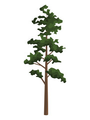 plant pine tree