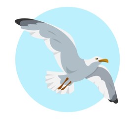 Gray and white seagull in sky. Flying gull.