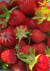 Frisch gepflückte Erdbeeren