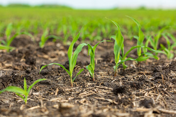 Corn plants growing in cornfield.  Farming, agriculture and agronomy concept

