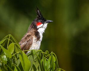 Mauritius bird