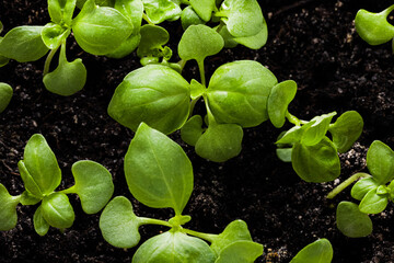 fresh green basil in the garden. Top view