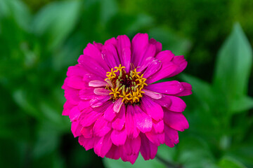 Flowers in the garden. Purple flowers. Gerberas in the garden. Purple gerberas.