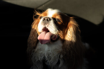 Dog Cavalier King Charles Spaniel with brown long ears sits with open mouth and tongue sticking out in car floor, basking in the sun. Play of light and shadow. Journey. Minimalism concept.