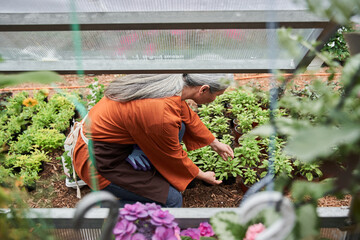 Fototapeta na wymiar Cheerful senior garden worker is squatting at the plant nursery