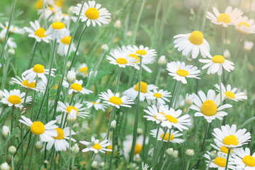 Fototapeta premium Camomile in the nature. Camomile daisy flowers field in summer day. Chamomile flowers background.