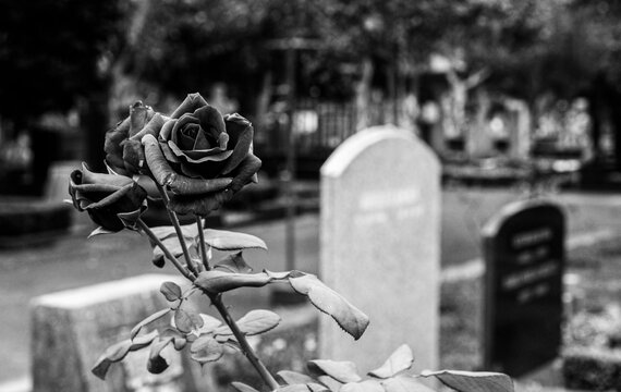 cementerio, gotic, lapida, blancoynegro cadenas, estatuas, rosas