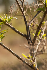 ants in a tree branch