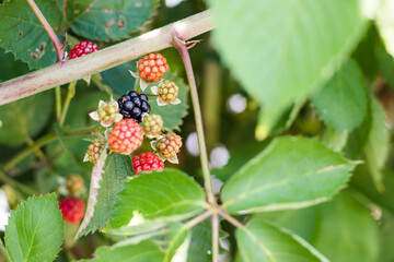 Close up of blackberries in summer